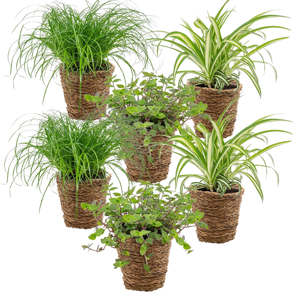 Lot de 6 - plantes sans danger pour les animaux - hauteur 20-30 cm - panier en rotin 12 cm
