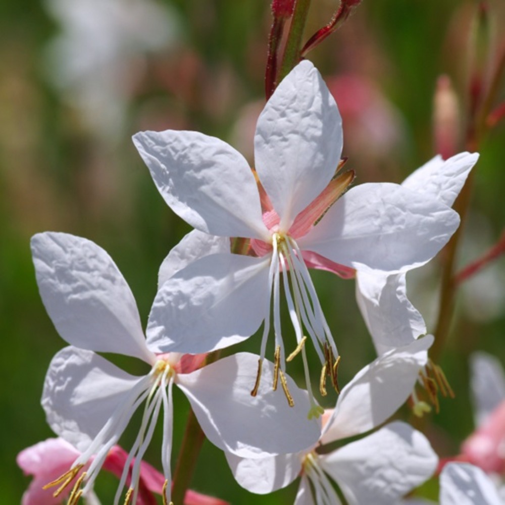 6 x gaura lindheimeri - gaura lindheimeri - godet 9cm x 9cm