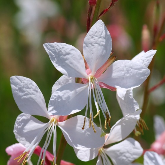 6 x gaura lindheimeri – godet 9cm x 9cm – fleurs blanches papillon vivace
