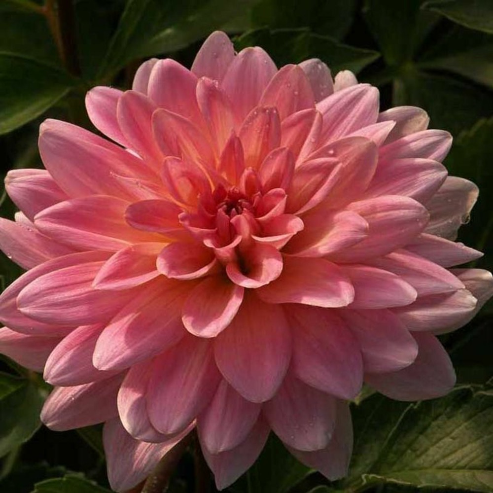 Dahlia gpe décoratif 'gerrie hoek' bulbe calibre i