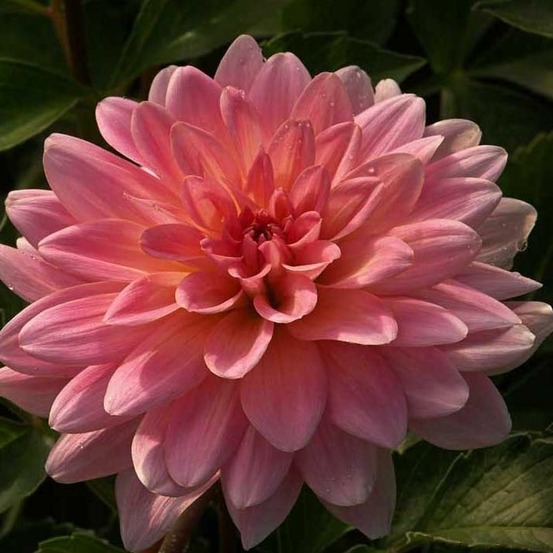 Dahlia gpe décoratif 'gerrie hoek' bulbe calibre i
