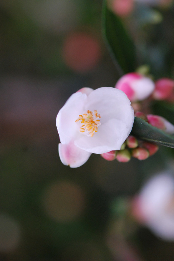 Camélia 'cupido' - en pot de 5 litres