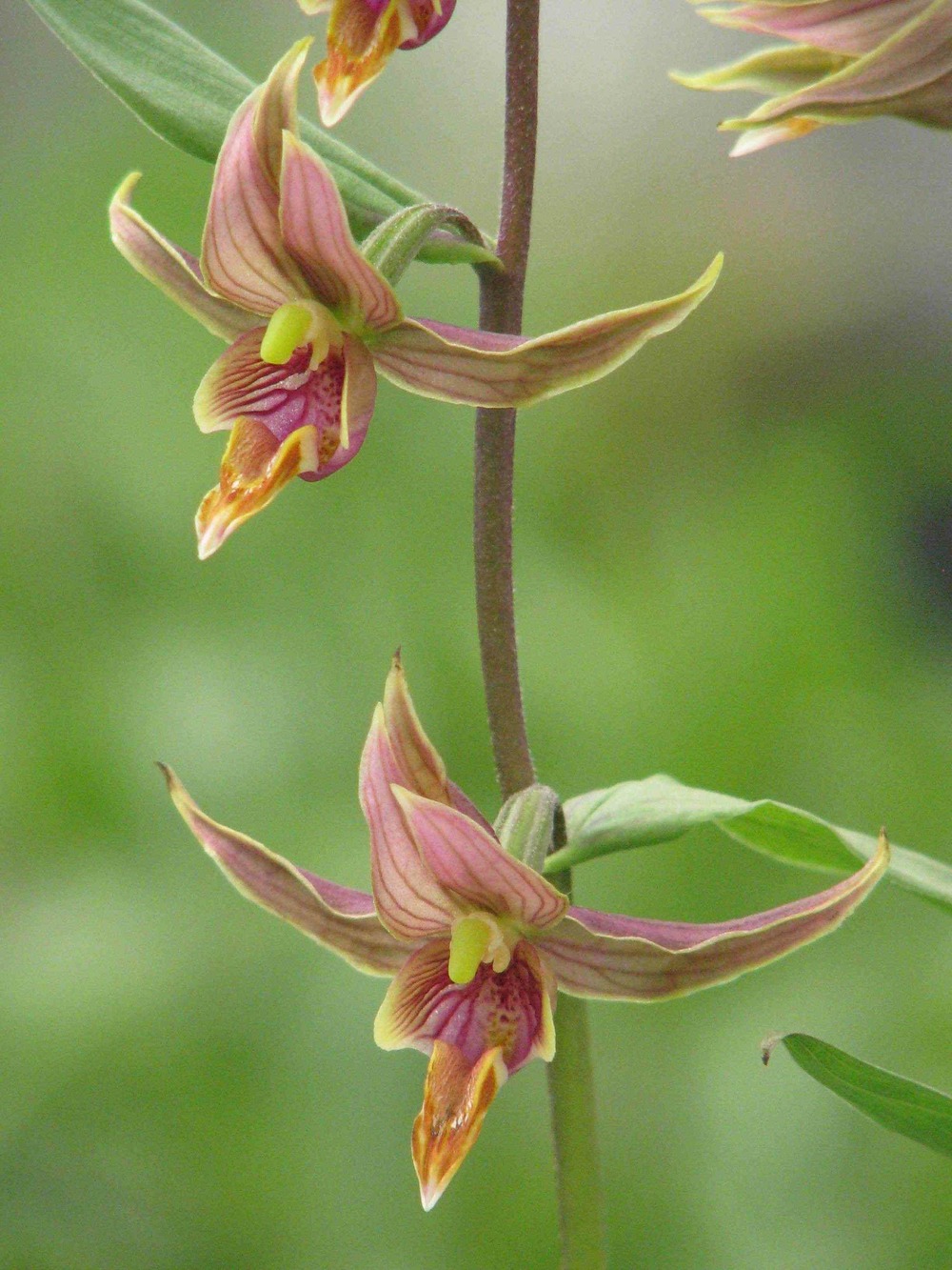 Epipactis gigantea pot de 1 litre - 0/60 cm