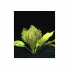 Plante aquatique : Echinodorus Osiris Rose en pot