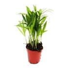 Mini-plante - chamaedorea elegans - palmier de montagne - idéal pour les petits bols et verres - petite plante en pot de 5,5 cm
