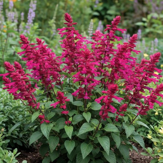 Sauge wendy's wish lot de 5 godets