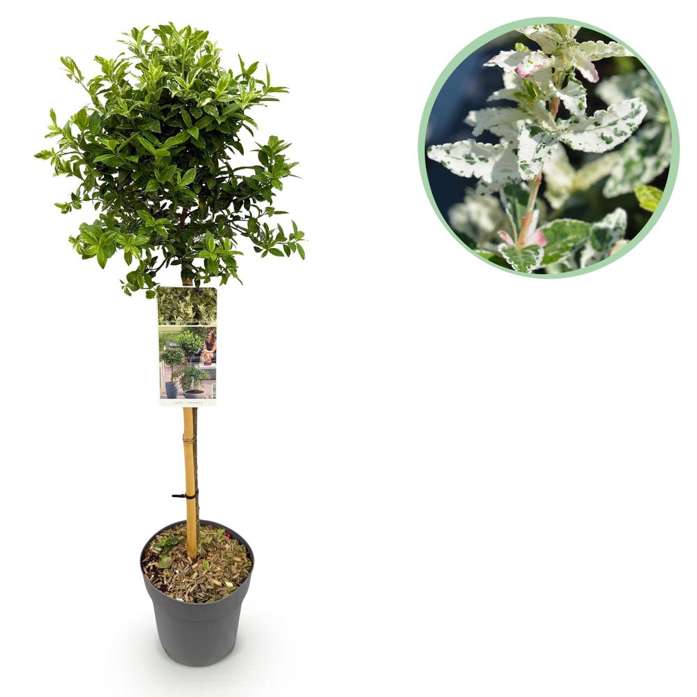 Fusain rampant 'harlequin' - pot 19 cm - hauteur 90 cm