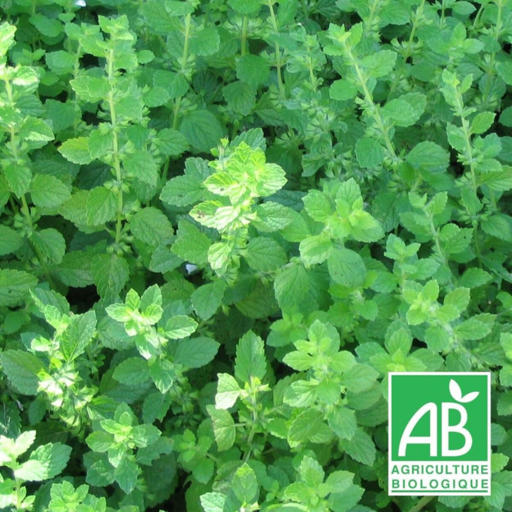 Mélisse officinale - sans traitement godet - 5/20 cm