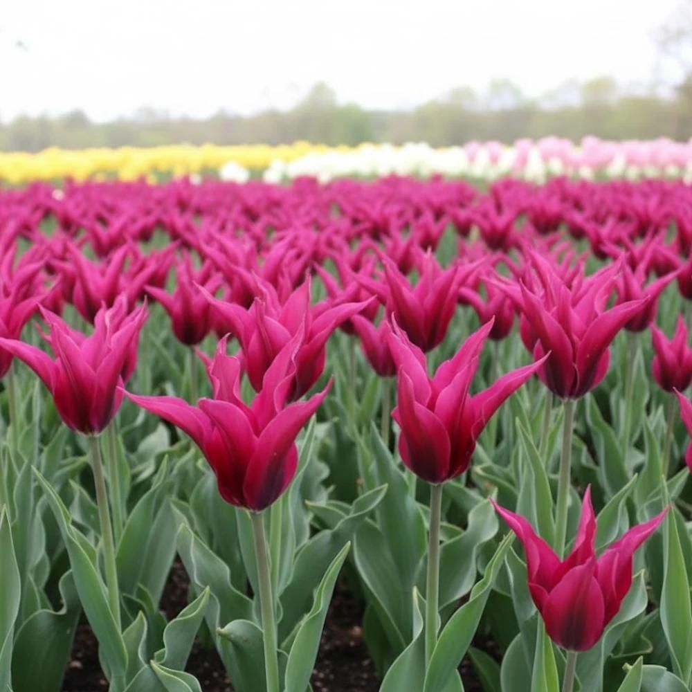 Bulbe de tulipe viridiflora doll's minuet sachet de 10 bulbes