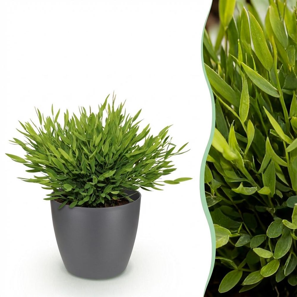Bamusa pogonatherum monica - pet-friendly - bambou miniature - pot de 12cm - hauteur 20cm - plantes d'intérieur