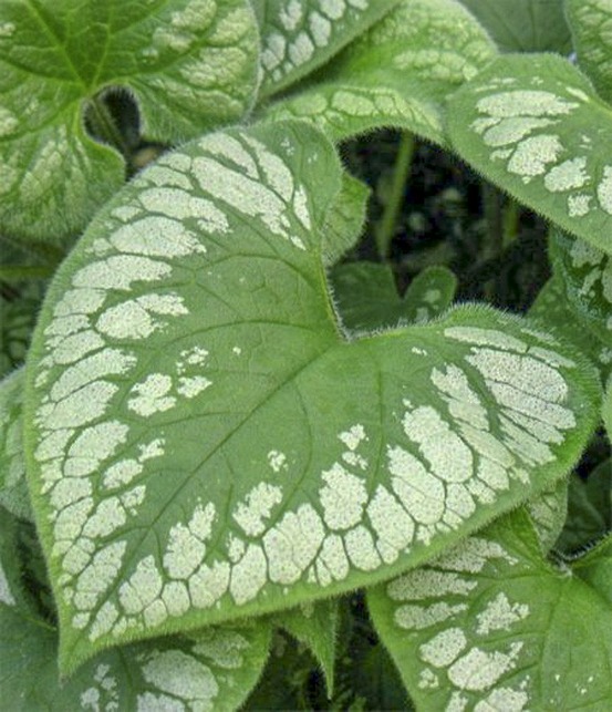 Buglosse de sibérie 'emerald mist' godet de 8/9 cm