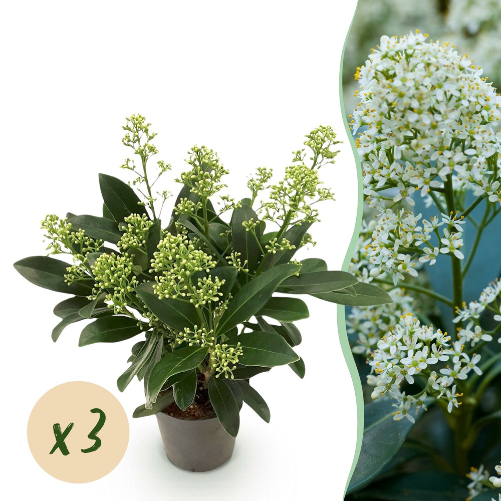 Skimmia japonica finchy – lot de 3 – pot 10,5 cm