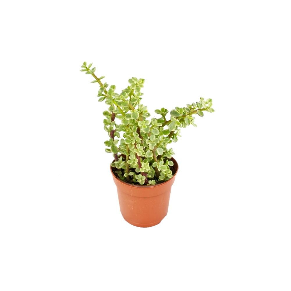 Portulacaria afra var - jade - jade - en pot de 8,5cm