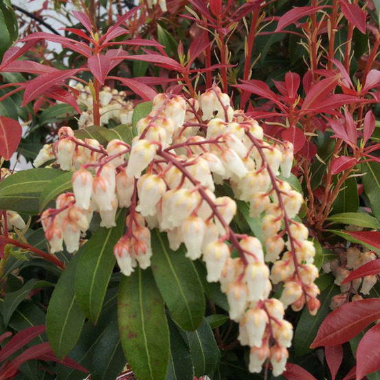 2 x andromède du japon 'mountain fire' - pieris japonica 'mountain fire' - 20-30 cm pot