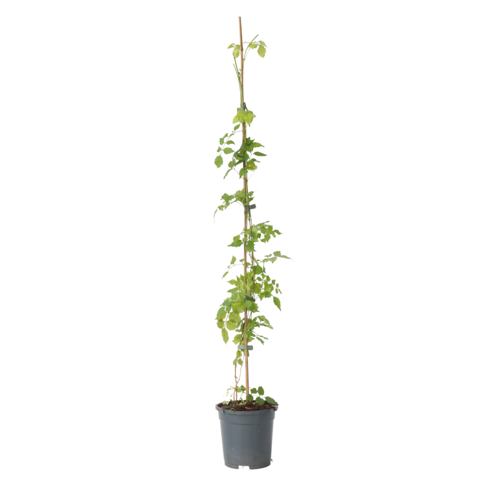 Bignone à trompettes - campsis radicans - hauteur 110-120cm - ⌀17cm
