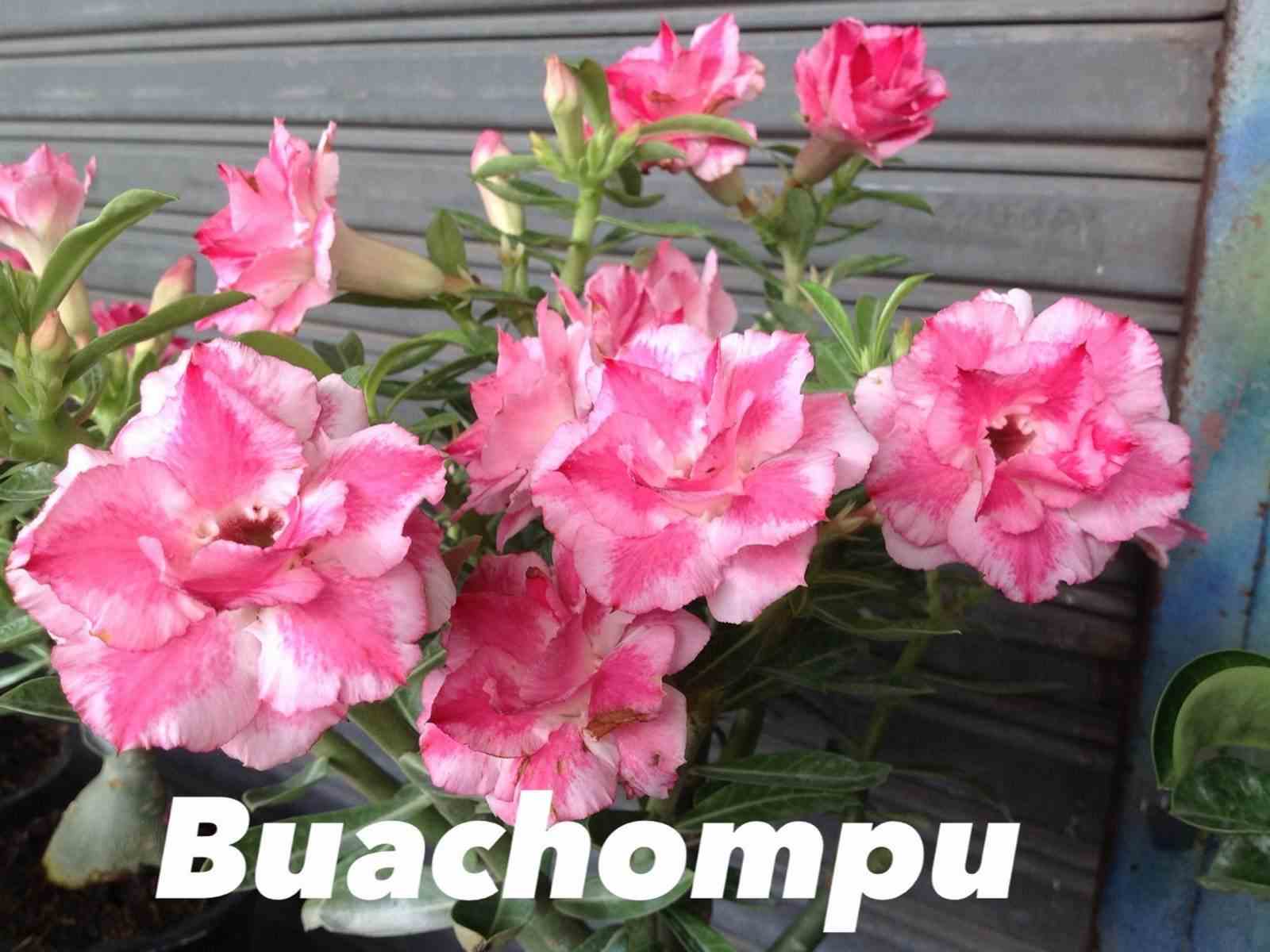 Adenium obesum cv.bauchompu   rose - taille caudex d'environ 150g