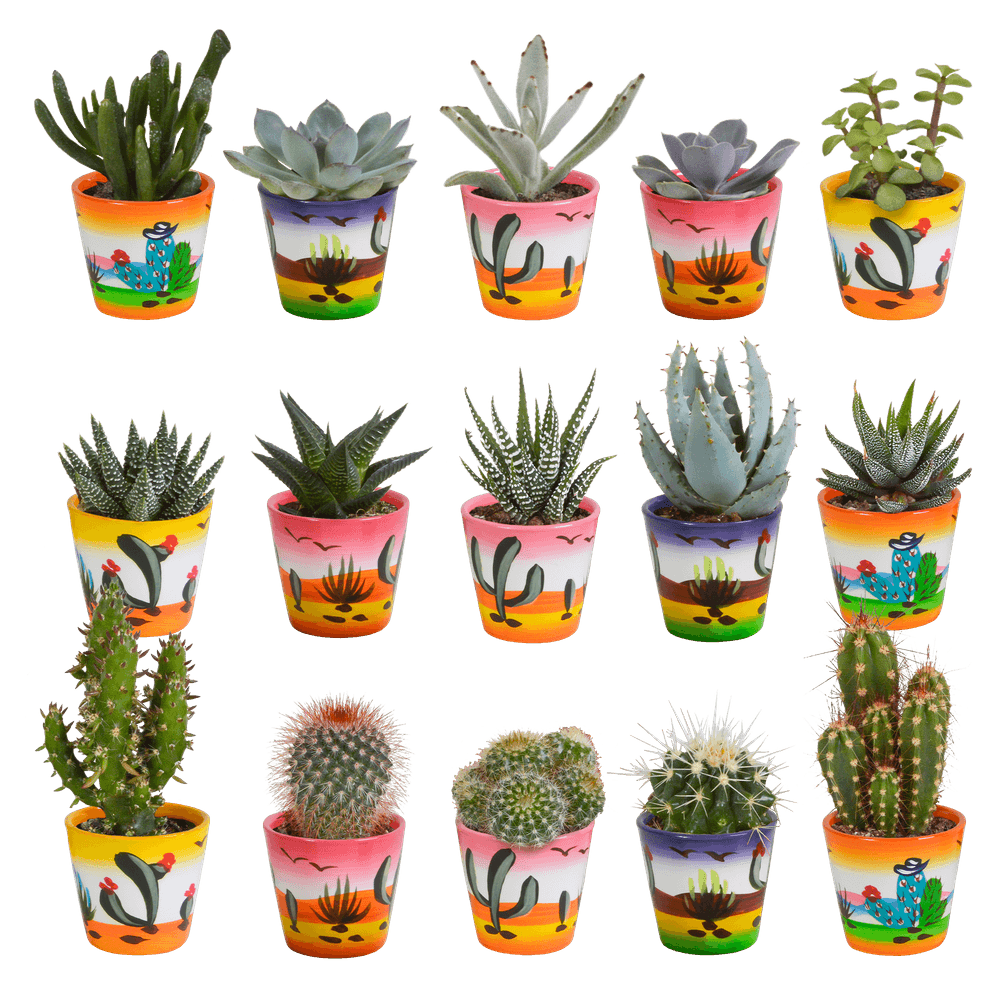 Mix de 15 cactus et leurs caches-pots colorés h13cm - plantes d'intérieur