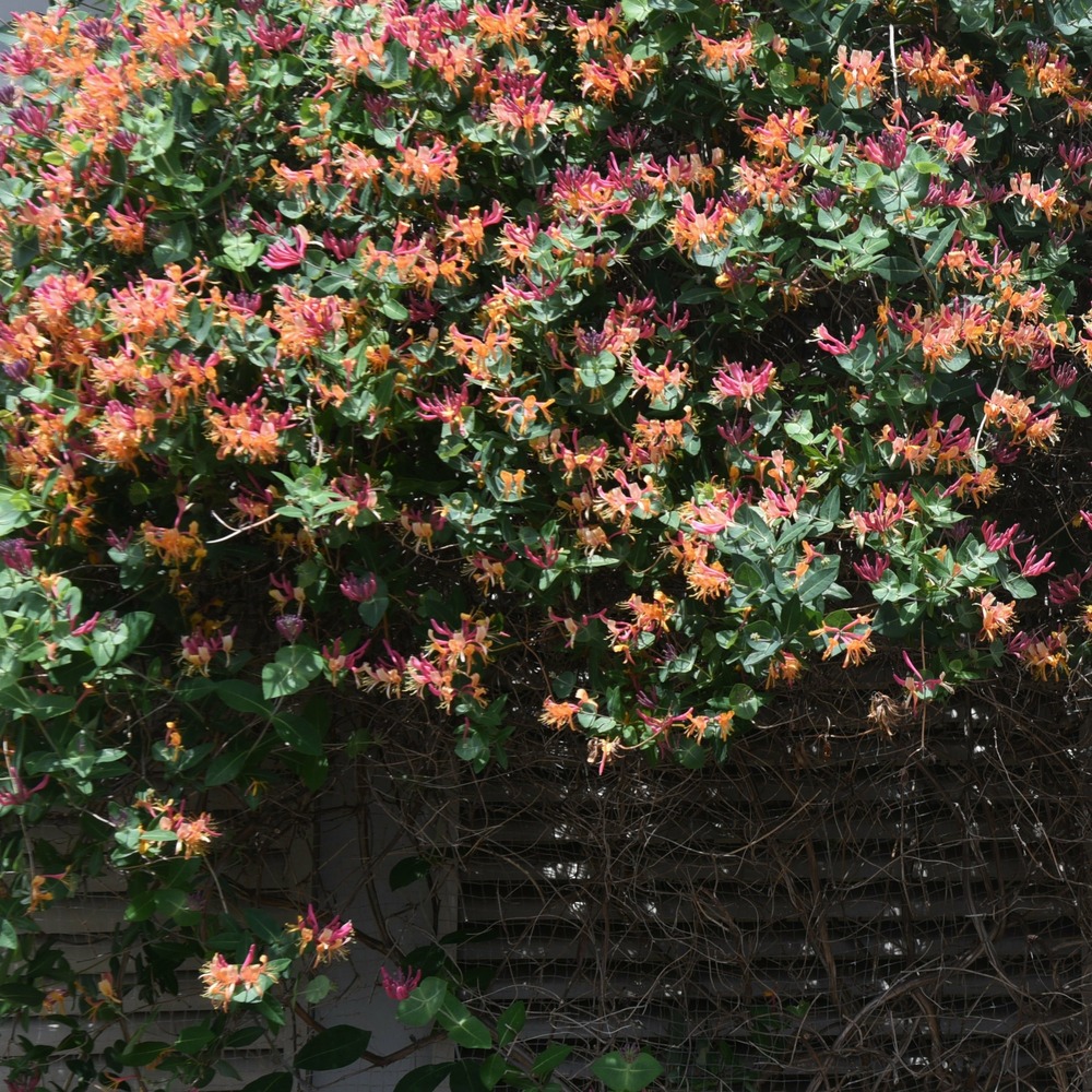 Chèvrefeuille grimpant goldflame - le pot / ø 9cm