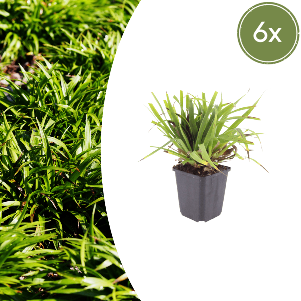 Lot de 6 - luzule des bois (luzula sylvatica) 'luzula sylvatica'