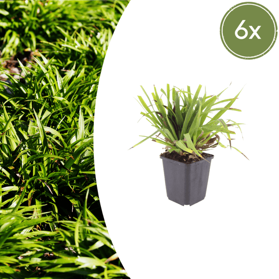 Lot de 6 - luzule des bois (luzula sylvatica) 'luzula sylvatica'