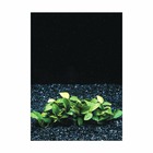 Plante aquatique : Anubia nana mini en pot