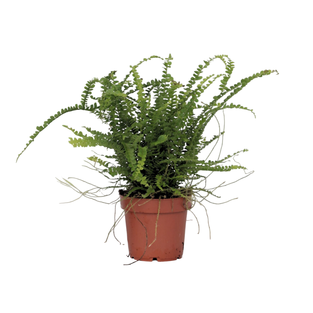 Fougère de duff - nephrolepis 'duffii' - hauteur 25-40cm - ⌀12cm
