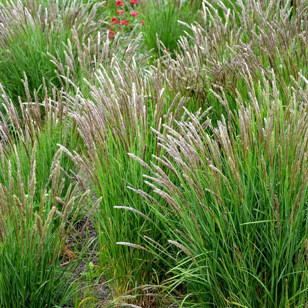 Mélique ciliée pot de 2l/3l