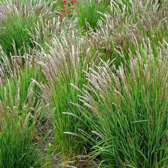 Mélique ciliée pot de 2l/3l