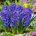 Hyacinthus blue trophy - 15x bulbes de jacinthes rustiques - bulbes à floraison précoce pour le jardin
