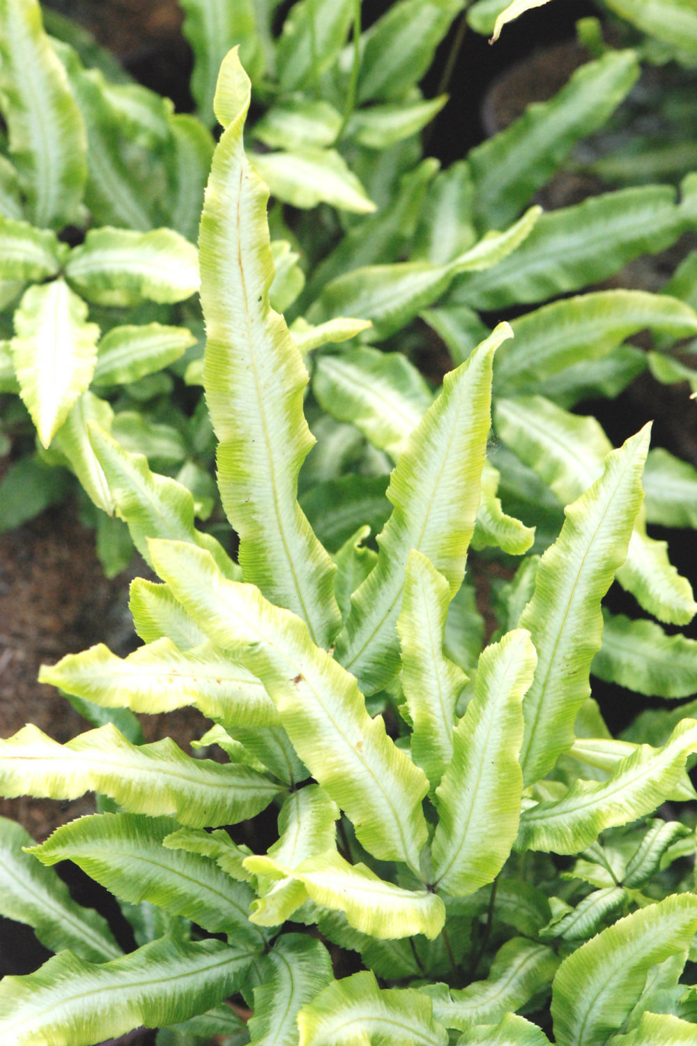 Pteris nipponica - en pot de 3 litres