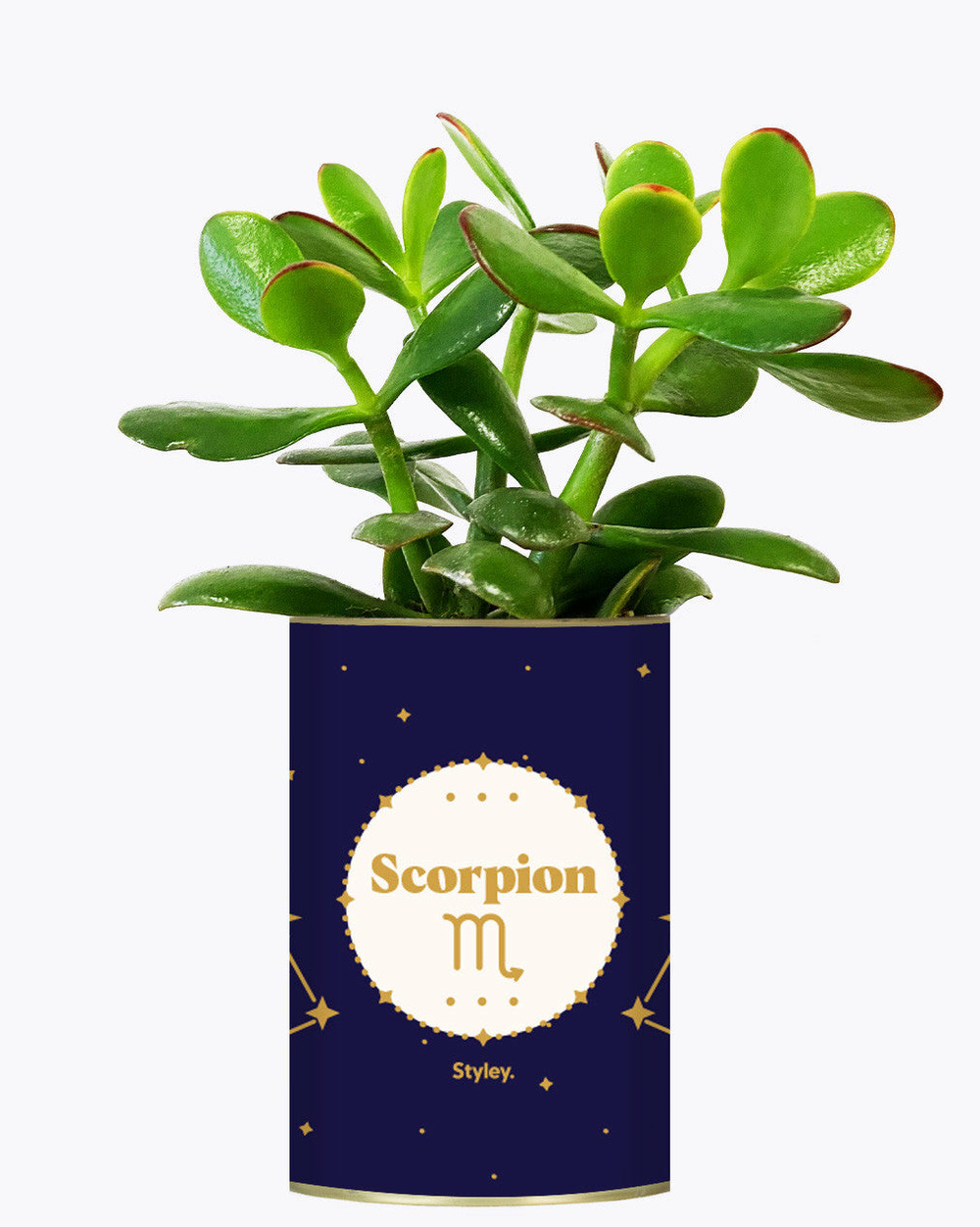 Idée cadeau - astrologie - plante zodiac