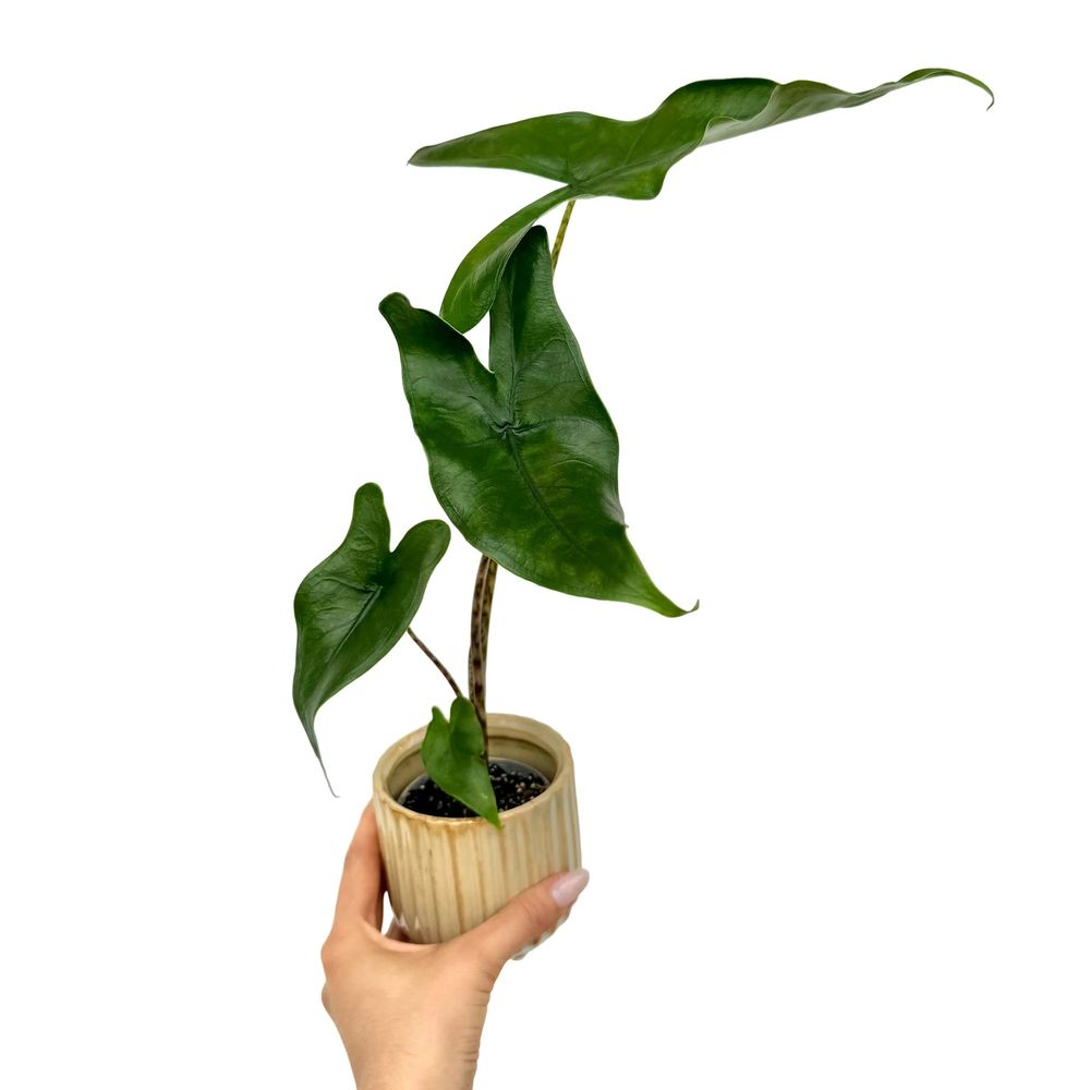 Alocasia zebrina - pot de 7cm - plantes d'intérieur