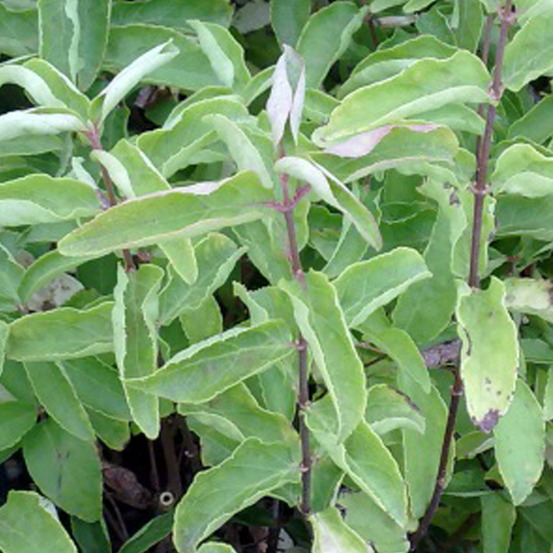 2 x deutzia crenata - deutzia crenata 'pride of rochester' - 60-80 cm pot