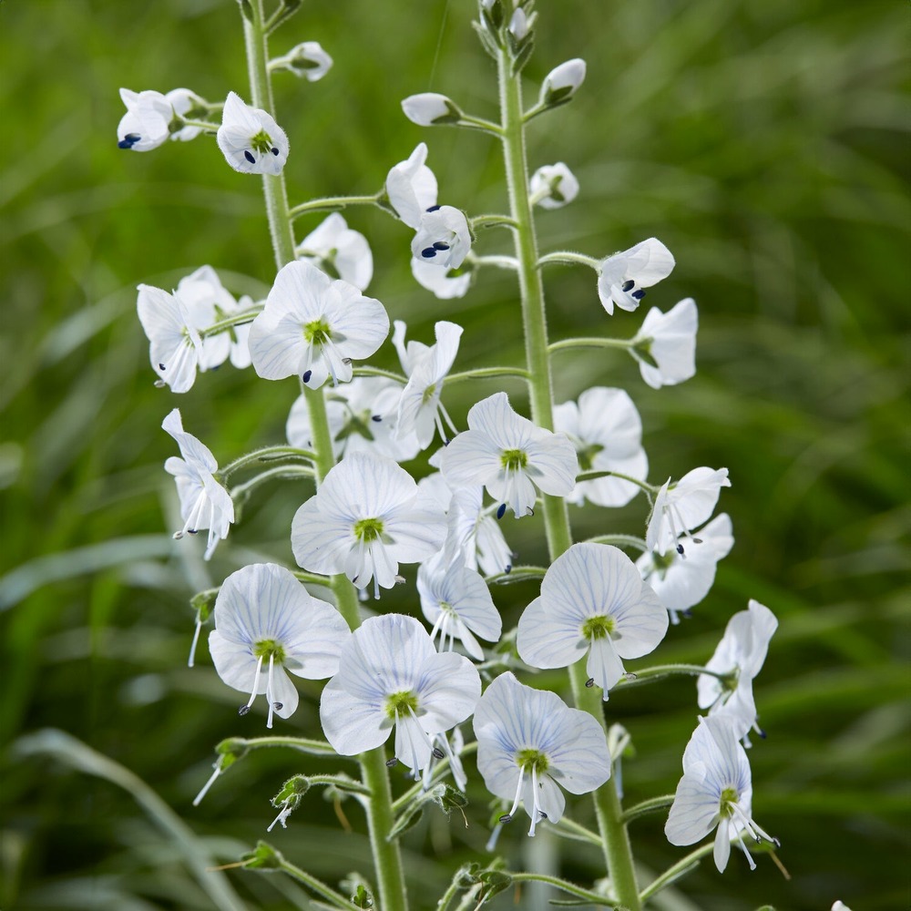 Véronique du caucase - le pot / ø 9cm