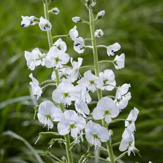 Véronique du caucase - le pot / ø 9cm