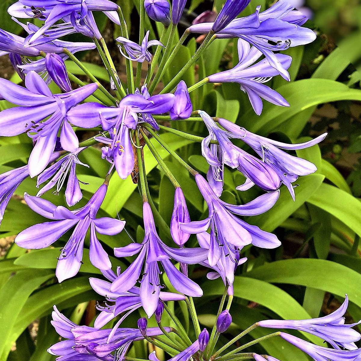 Agapanthe x purple delight/agapanthus x 'purple delight'[-]pot de 9 l - 20/60 cm