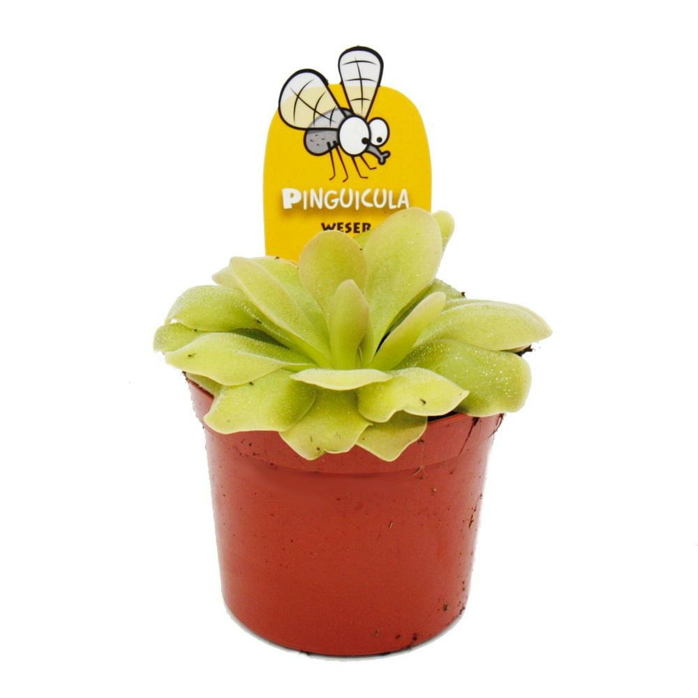 Plante carnivore - pinguicula 