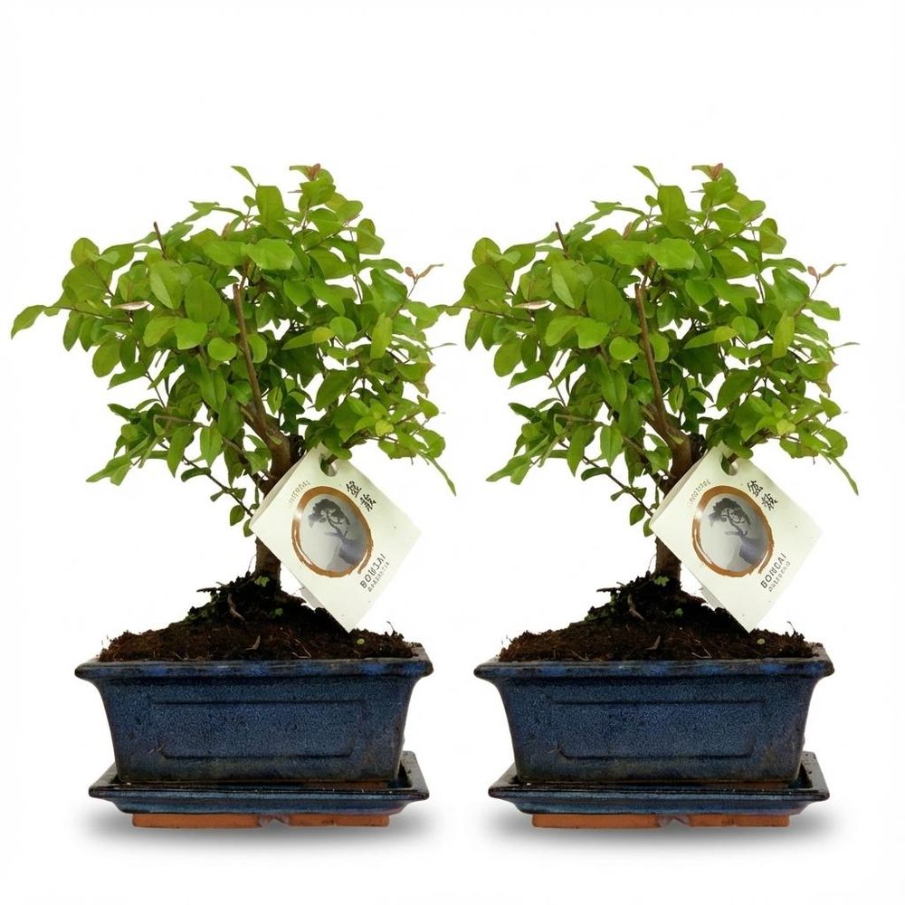 Bonsai boule - hauteur 25-30cm (céramique)