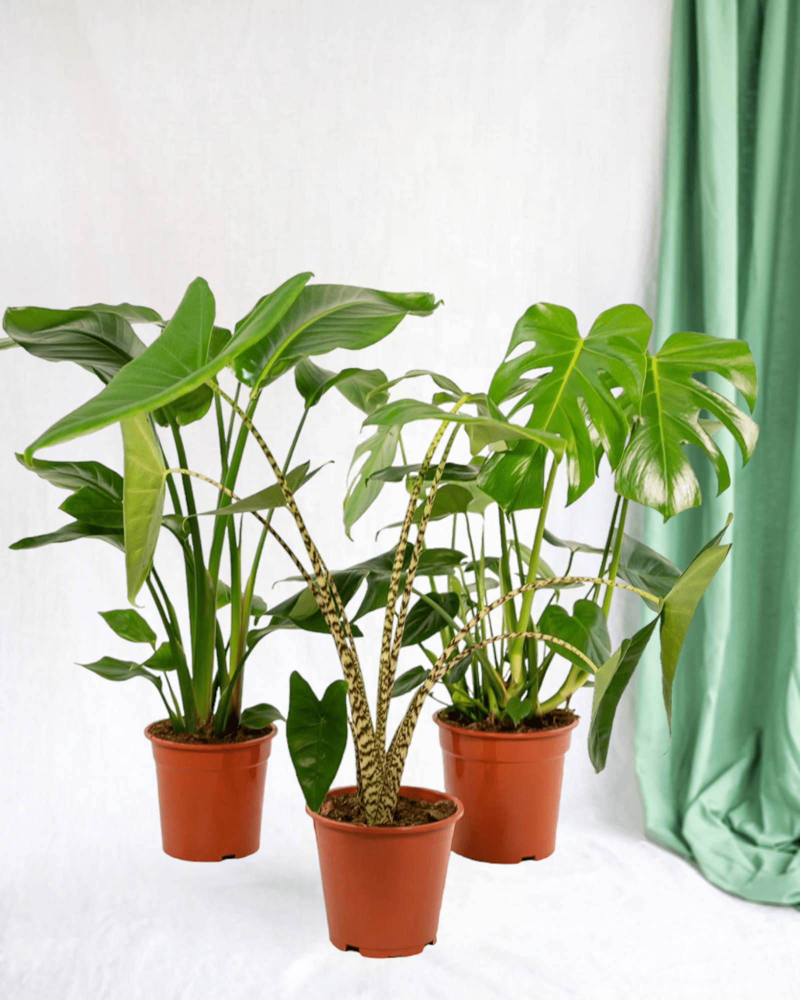 Plante d'intérieur - trio strelitzia nicolai, monstera et alocasia 80.0cm