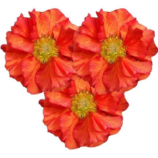 Benoite 'scarlet tempest ' godet de 8/9 cm