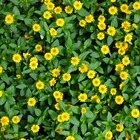 Bouton hussard - jaune - sanvitalia - 12cm - set de 3 plantes