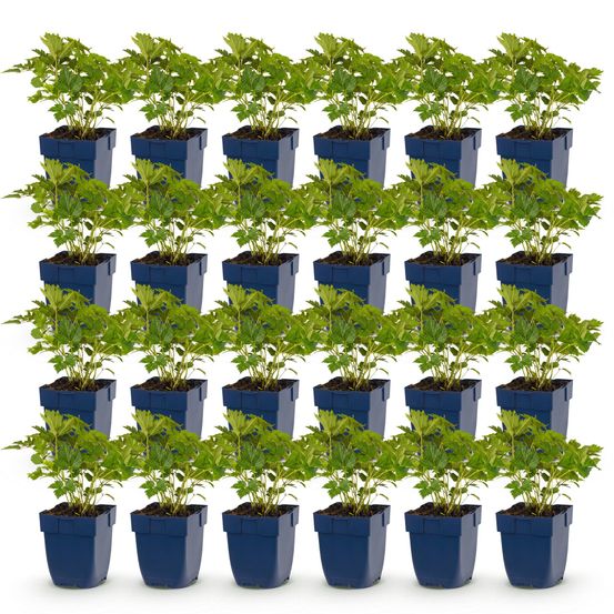 Astilbe 'pumila' - lot de 24 - pot 11 cm - hauteur 25 cm - plante d'extérieur