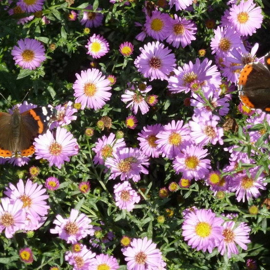 Aster grand d'automne novi-belgii fellowship godet - 5/20 cm