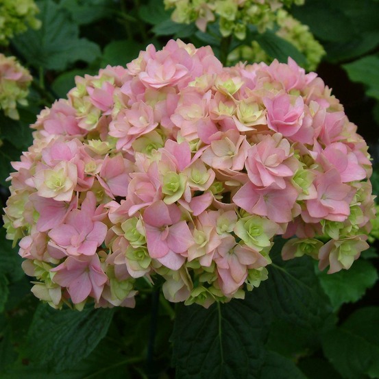 Hortensia 'you and me together' pot de 3l/4l