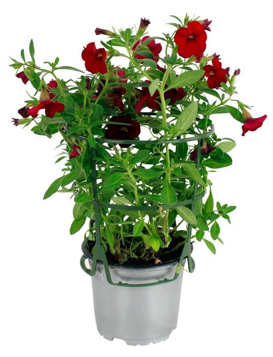 Calibrachoa pot 10,5 cm