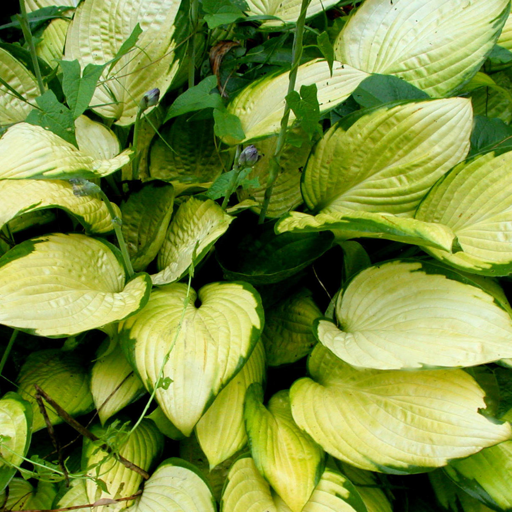 Hosta fortunei 'gold standard' pot de 2l/3l