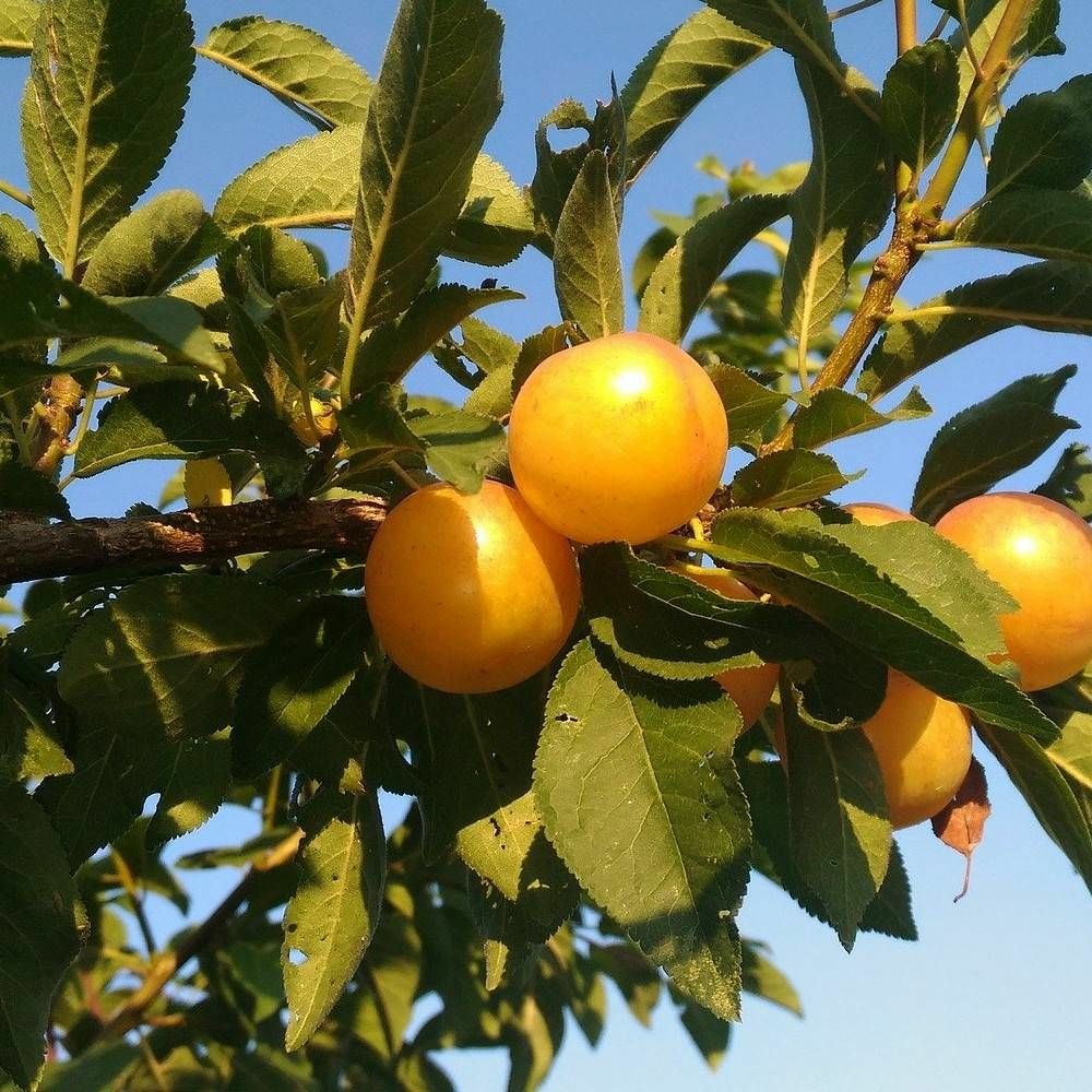 Prunier golden japan pot de 15l - 1/2 tige