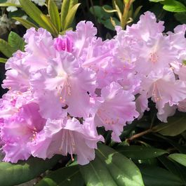 2l Pot Rhododendron Rhododendron yakushimanum 'caroline allbrook' pot de 2l/3l | Truffaut