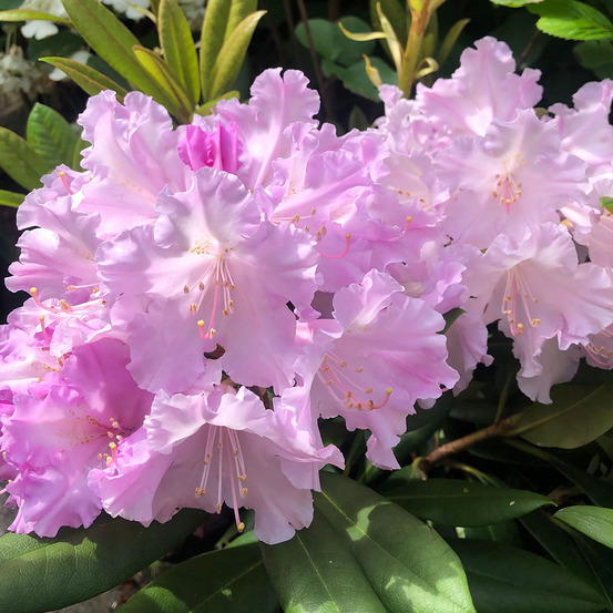 Rhododendron yakushimanum 'caroline allbrook' pot de 2l/3l