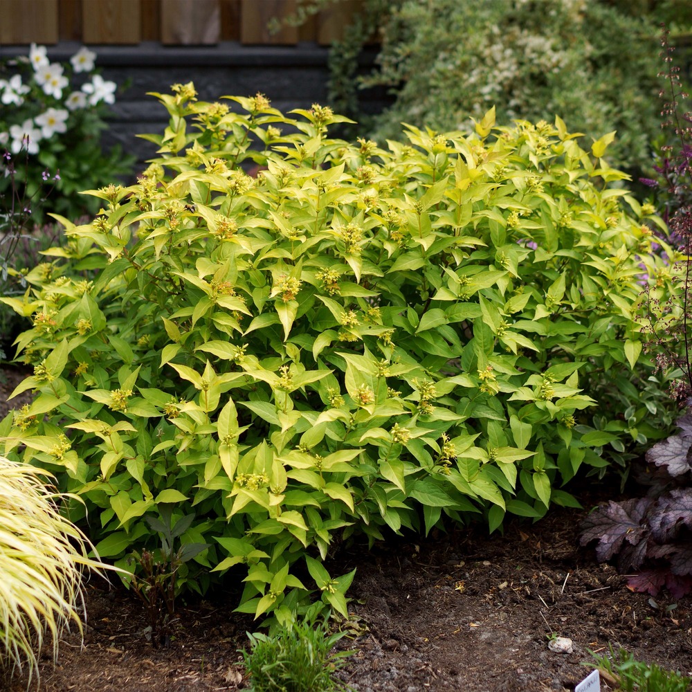 Diervillée des ruisseaux 'honeybee' pot de 2l/3l